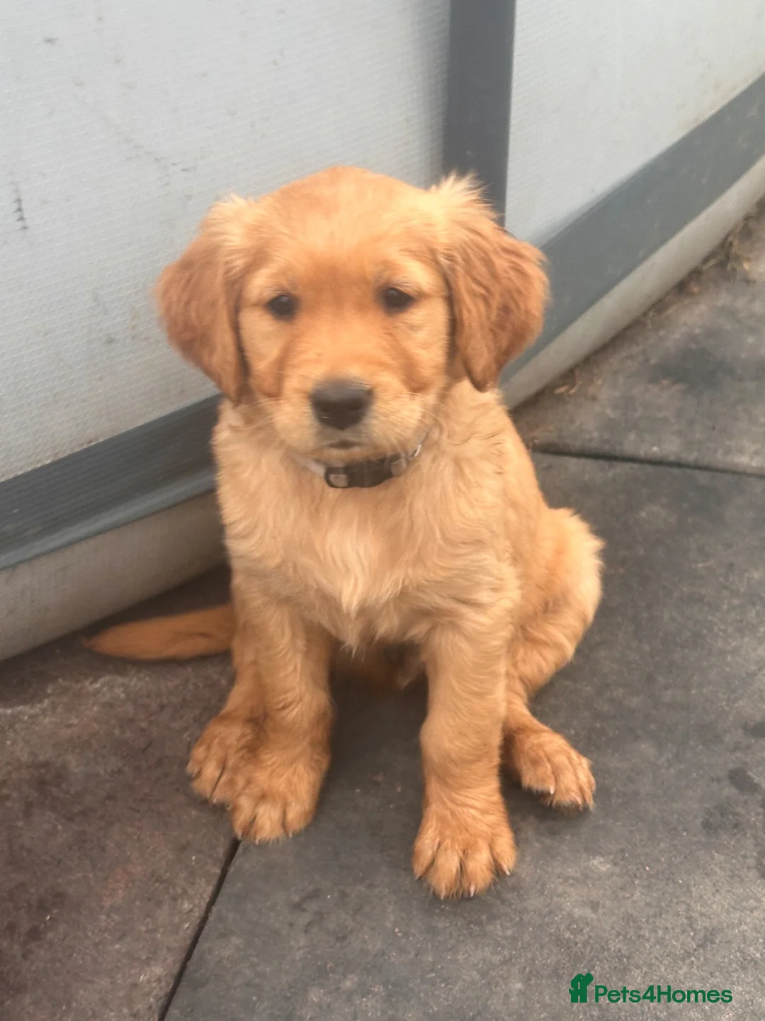 Golden Retriever dogs for sale: Golden Retriver KC Puppies  - Advert 2