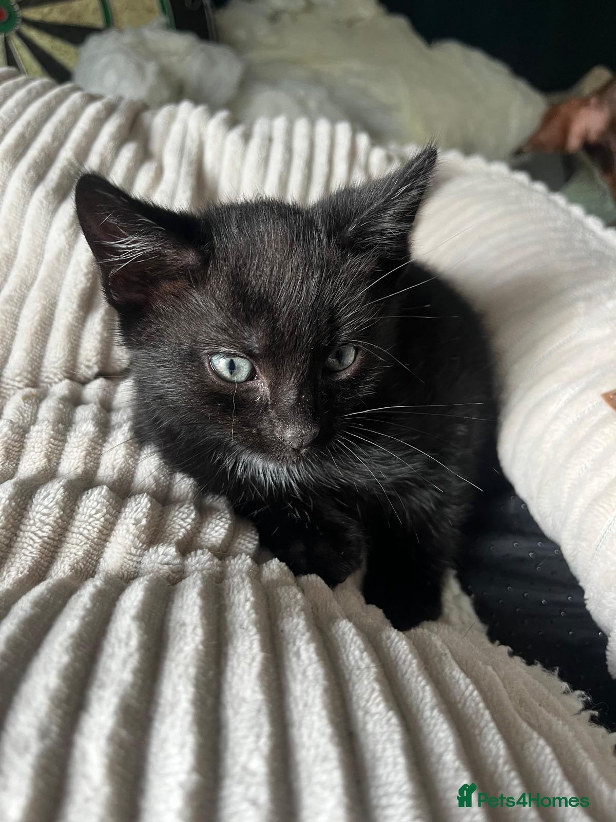 Mixed Breed cats Gorgeous kittens  - Advert 17
