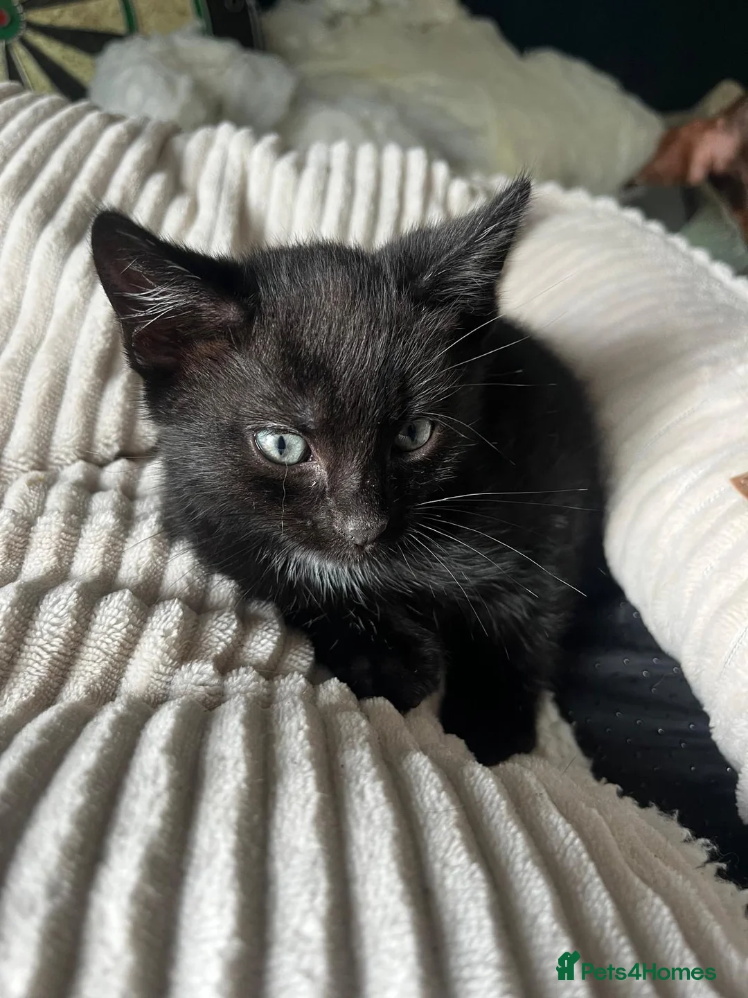 Mixed Breed cats for sale: Gorgeous kittens  - Advert 2