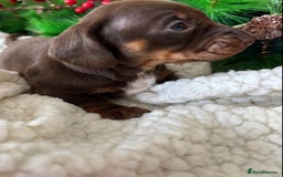 Miniature Dachshund dogs for sale: Pure bred Miniature Dachshund Puppies - Advert 3