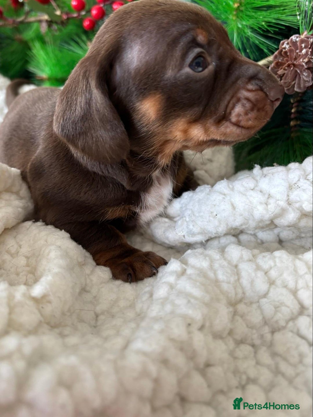 Miniature Dachshund dogs for sale: Pure bred Miniature Dachshund Puppies - Advert 3