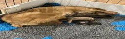 Miniature Dachshund dogs for sale: Miniature longhaired dachshunds  - Advert 4