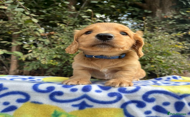 Miniature Dachshund dogs - Advert 15