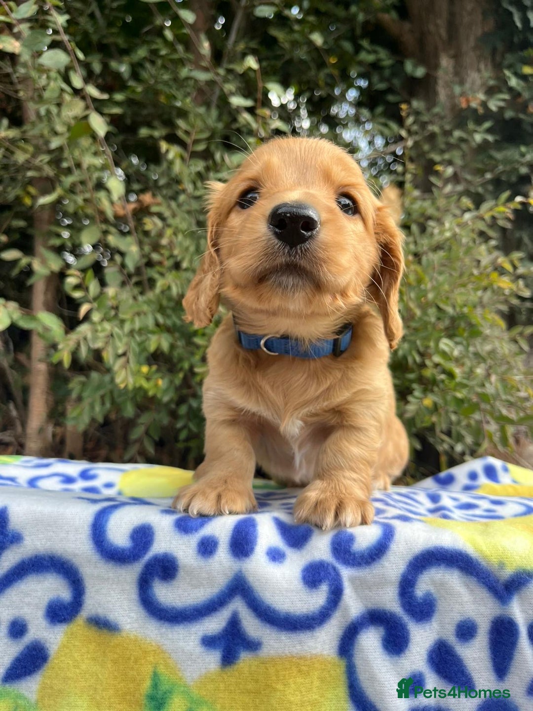 PRA clear miniature long haired dachshund puppies for sale in