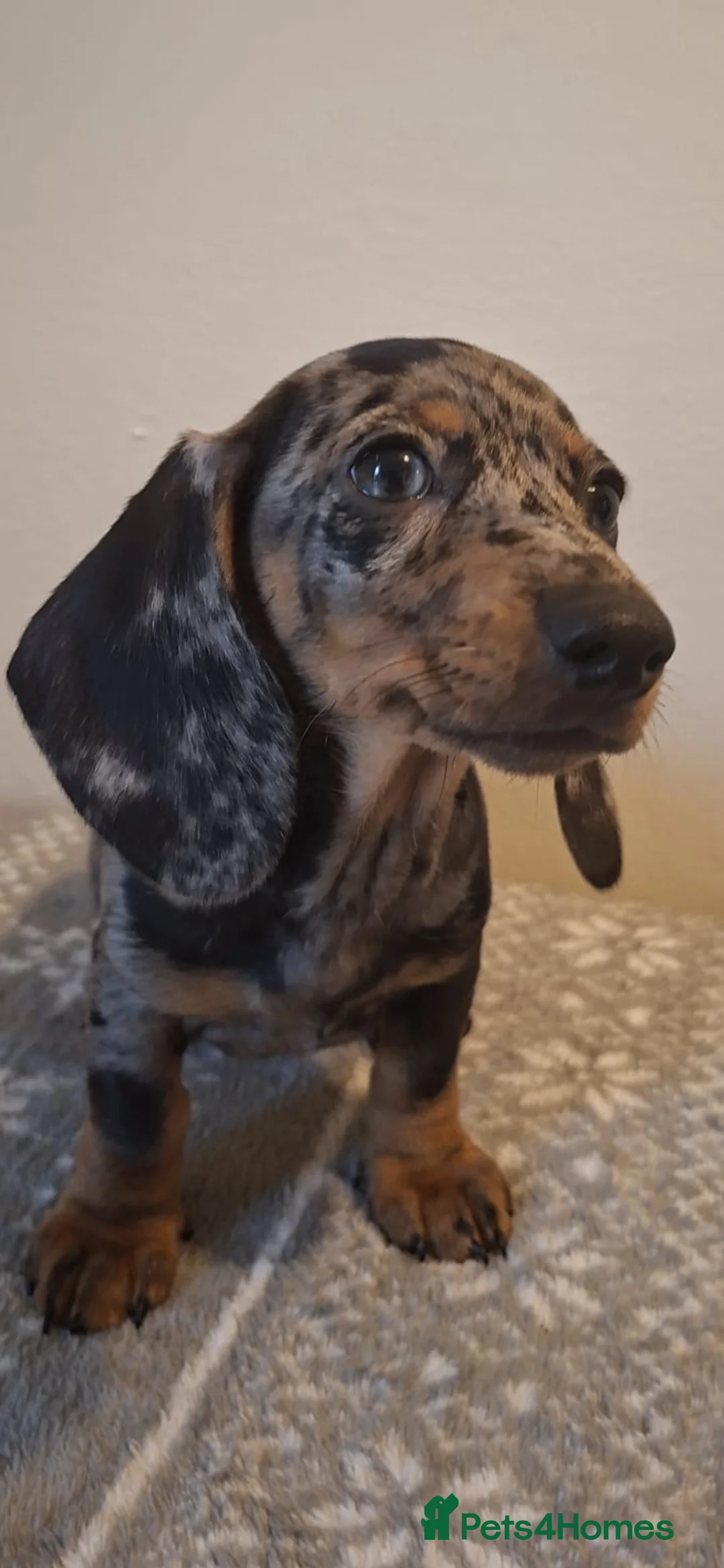 Miniature Dachshund dogs for sale: READY NOW - Stunning Miniature Dachshunds - Advert 1