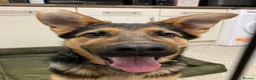German Shepherd dogs for sale: German shepherd  - Advert 21