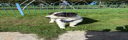 Mixed Breed dogs for sale: Collie/lab mountain dog in Launceston - Advert 2