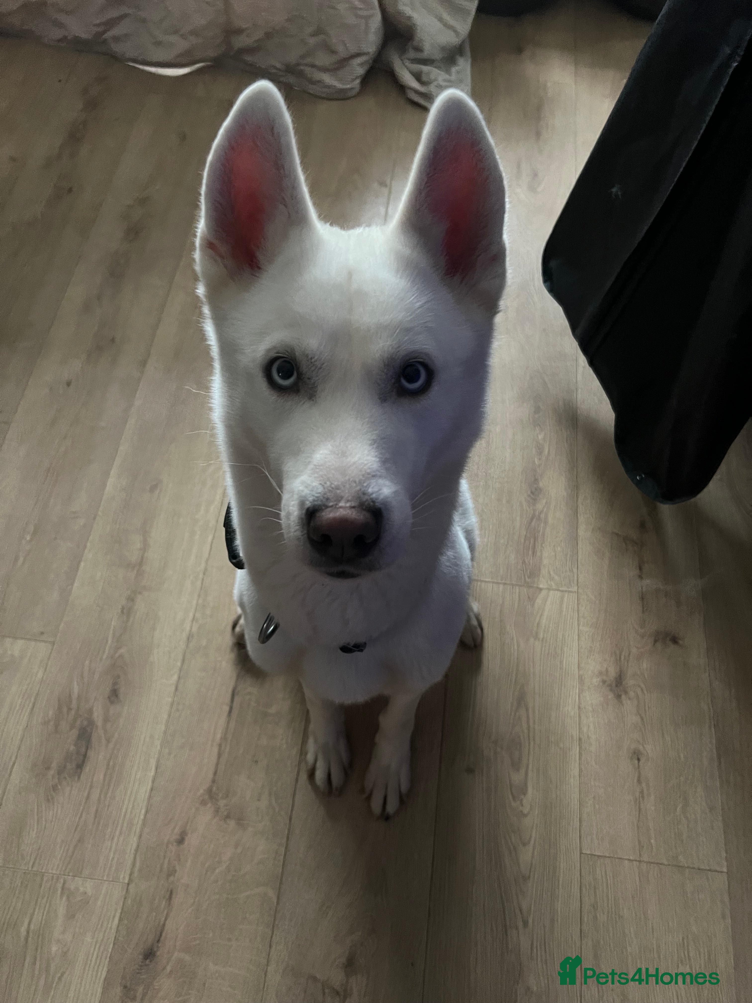 Siberian Husky dogs Pure white husky for sale  - Advert 2