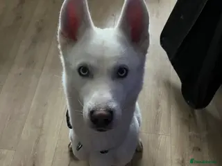 Siberian Husky dogs Pure white husky for sale - Advert 2