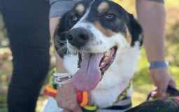 Mixed Breed dogs for adoption: Toffee and Treacle waiting for someone to love  - Image 6