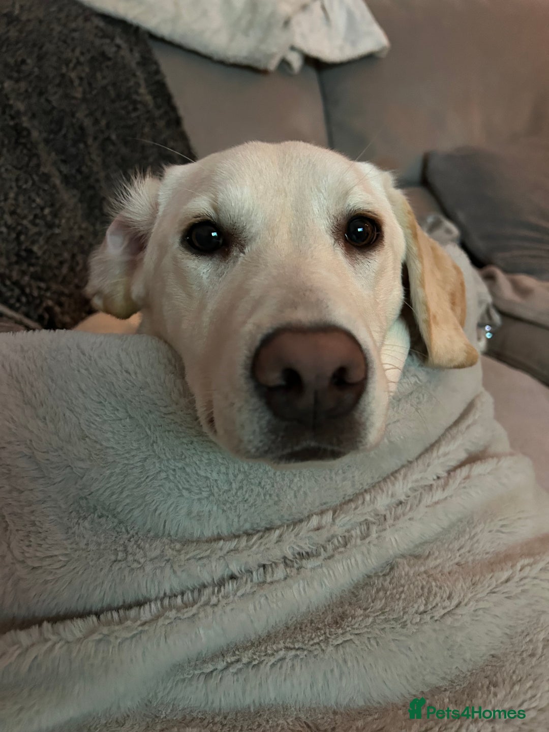 Labrador Retriever dogs for sale: Our beautiful Maggie is having babies 🐾 - Image 3