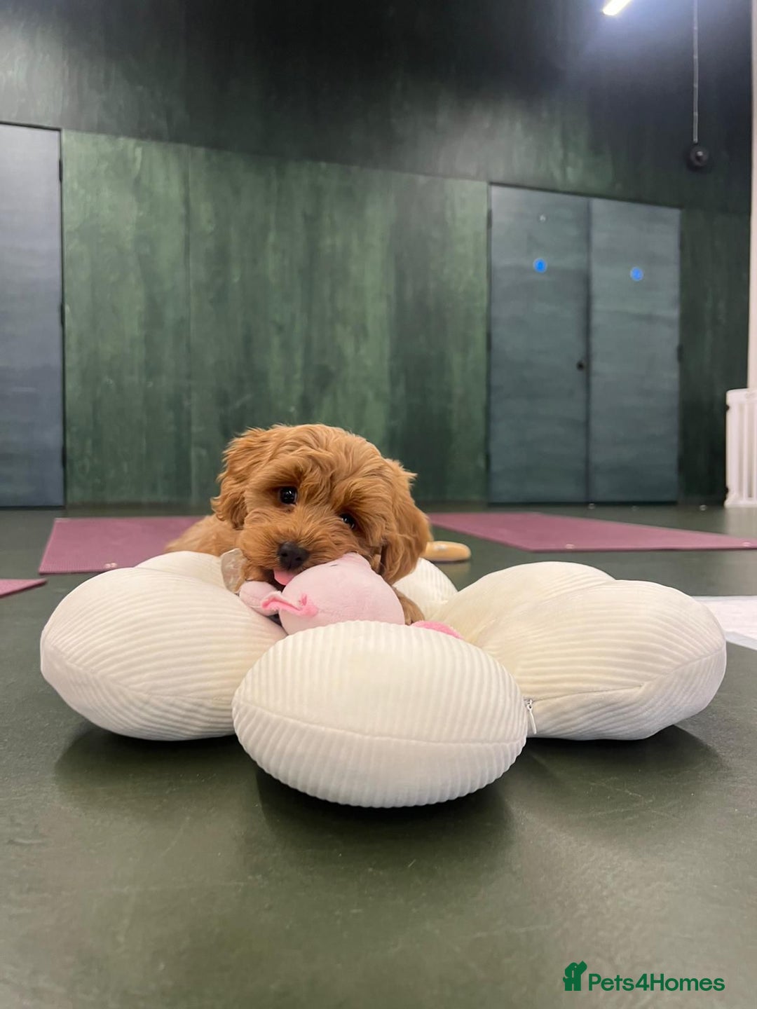 Cockapoo dogs for sale: F2 Cockerpoos Ready for their new homes. - Advert 25