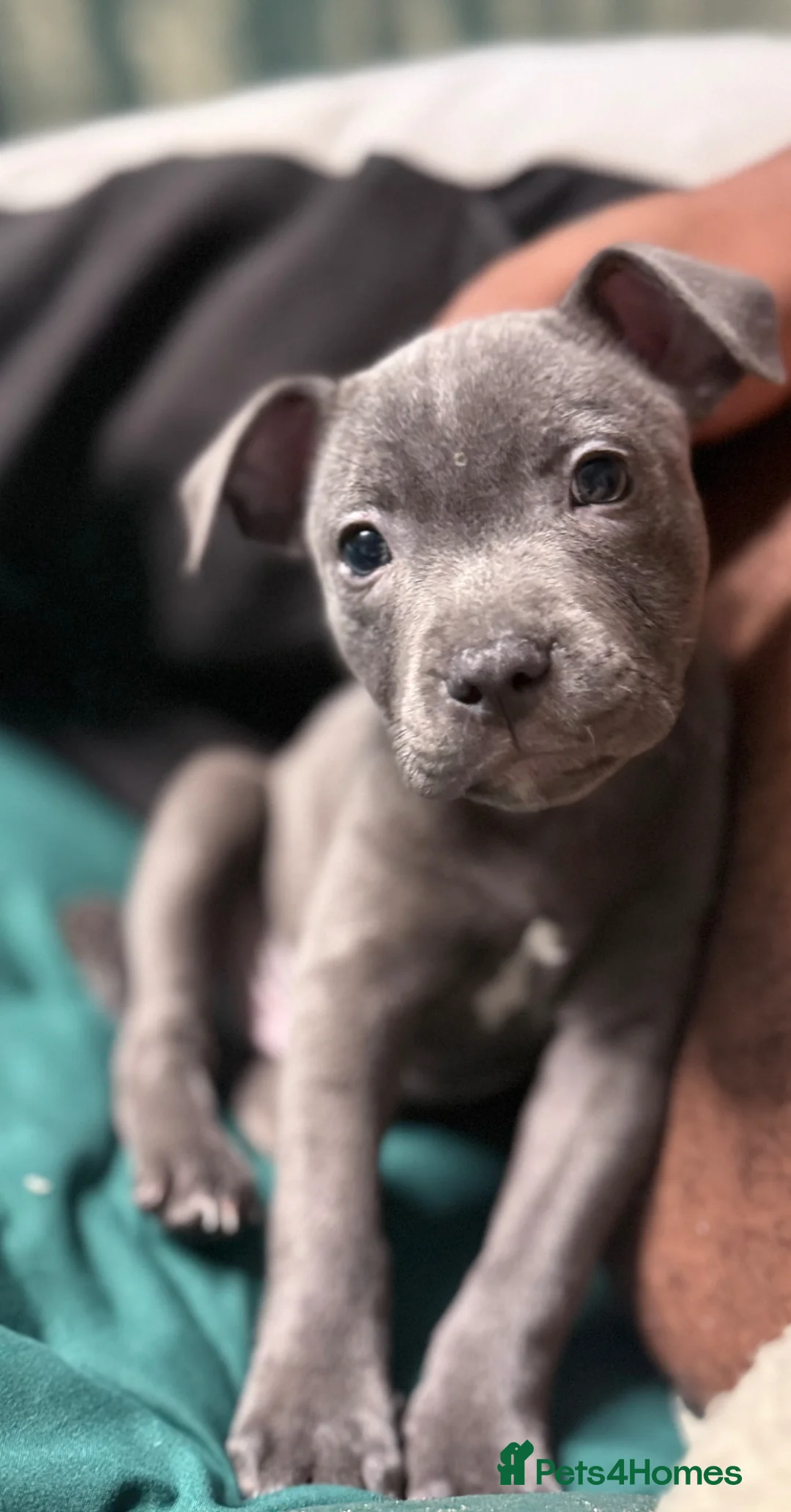 Staffordshire Bull Terrier dogs for sale: King konan blue Staffordshire bull terrier  - Advert 9