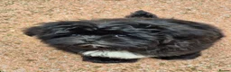 Shih Tzu dogs for sale: Amazing Small Imperial Shih tzu Puppies READY NOW - Advert 15