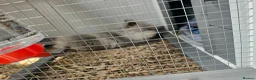 Lionhead rabbits for sale: Double maned rabbit - Advert 2