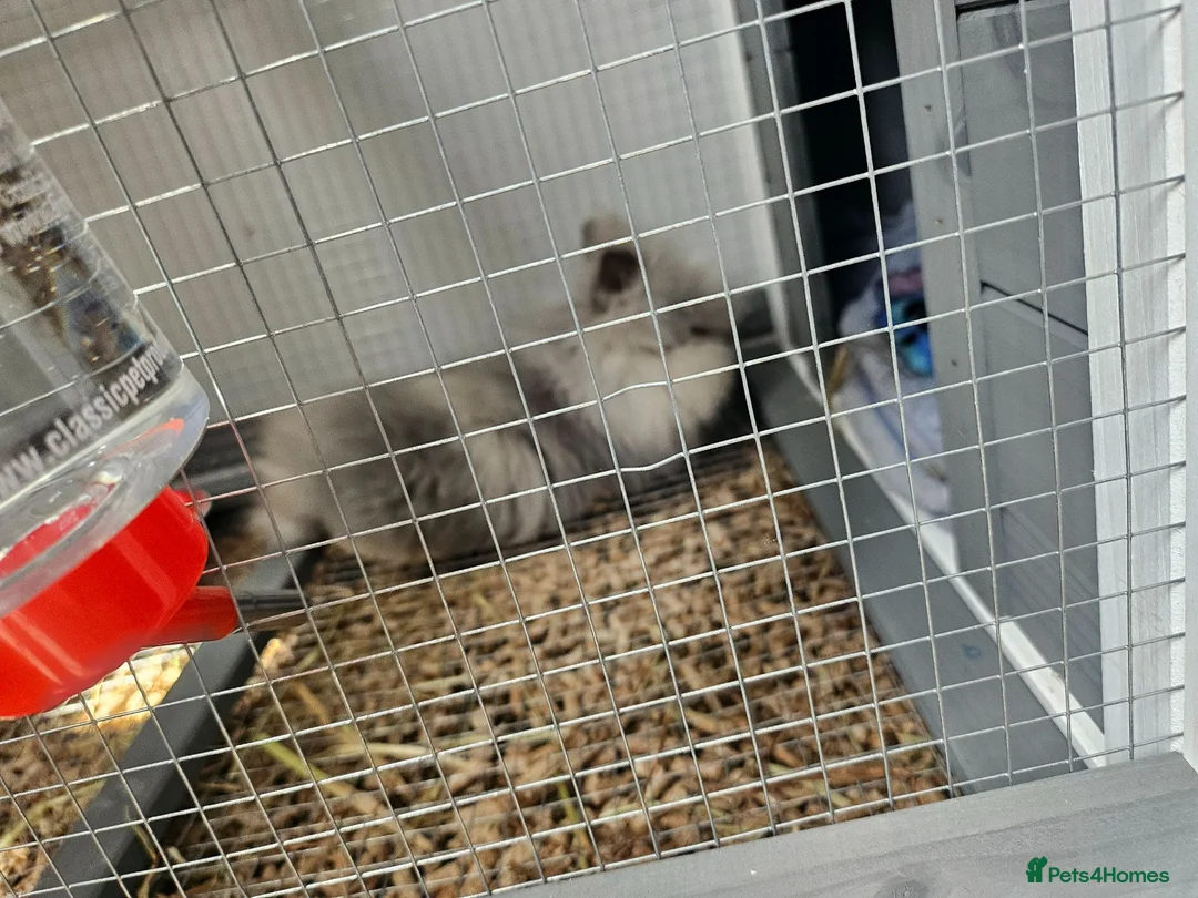 Lionhead rabbits for sale: Double maned rabbit - Advert 2