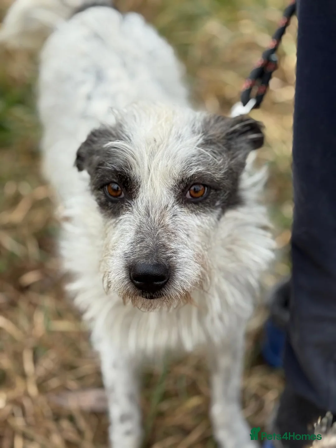 Mixed Breed dogs for adoption: 🐾MIRA🐾, a beautiful young girl for a Loving Home - Advert 19