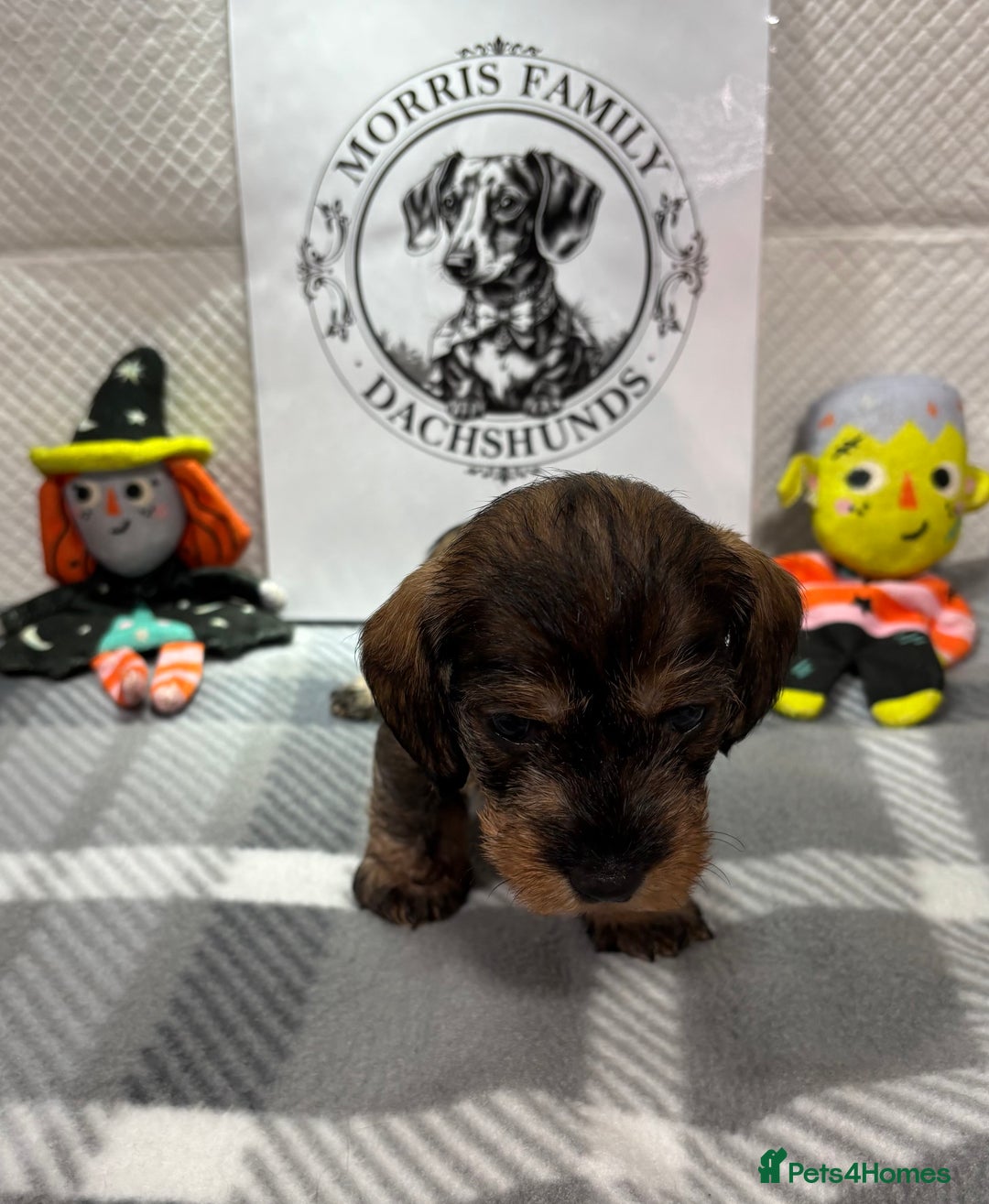 Miniature Dachshund dogs for sale: Stunning miniature wire haired dachshunds  - Image 8