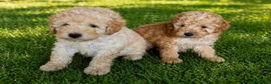 Cockapoo Puppy 1