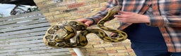 Python Snake reptiles for sale: Retic python  - Advert 5