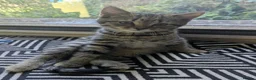 Mixed Breed cats for sale: 3 kittens for sale - Advert 3