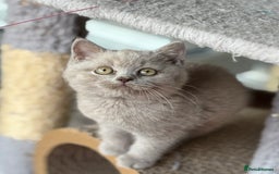 British Shorthair cats for sale: Lilac British shorthair kittens - Image 7