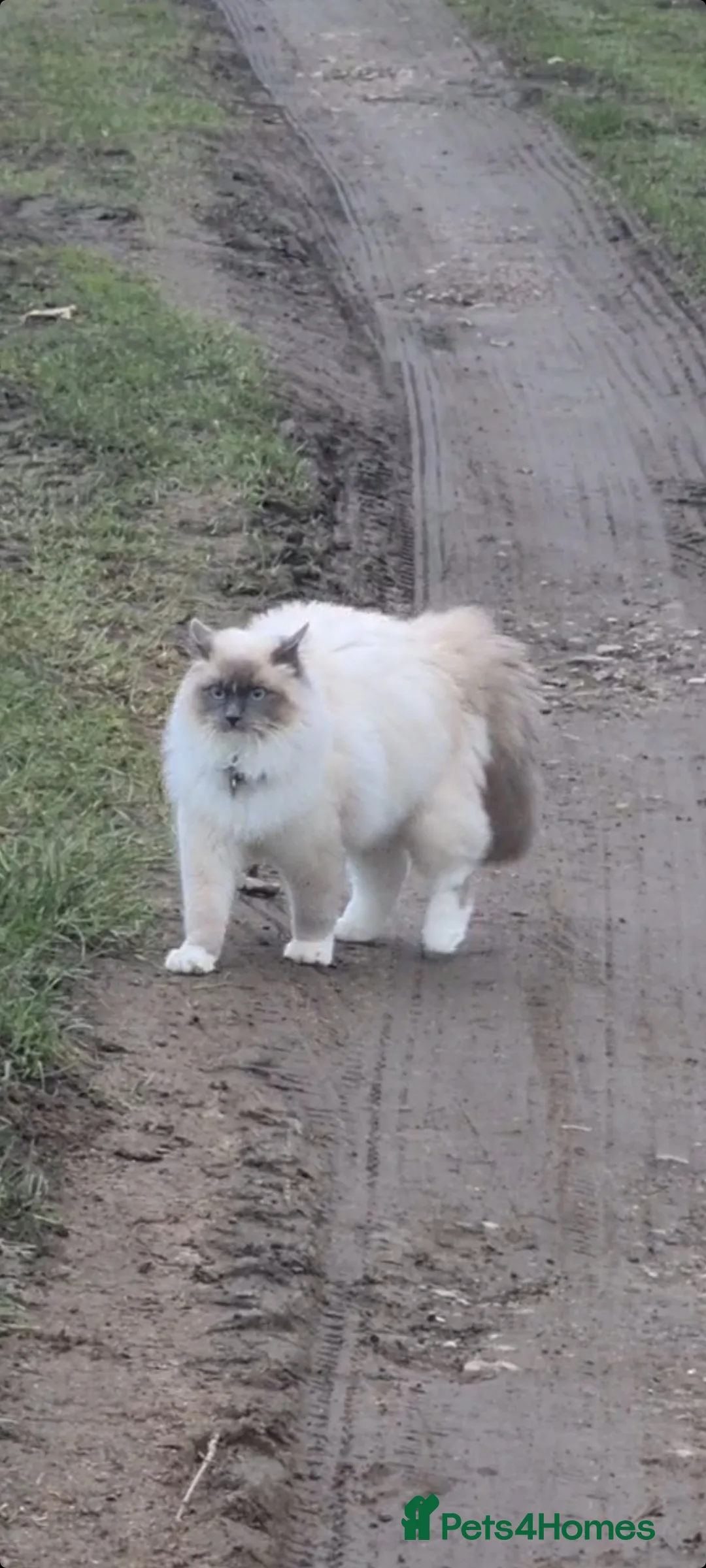 Ragdoll cats for stud: Beautiful ragdoll available for stud duties in Poulton-le-Fylde - Advert 7