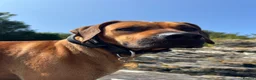 Mixed Breed dogs for sale: Rhodesian Ridgeback x Bull Lurcher - Advert 26