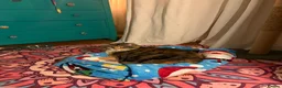 Domestic Shorthair cats for sale: Beautiful Amber - Advert 5