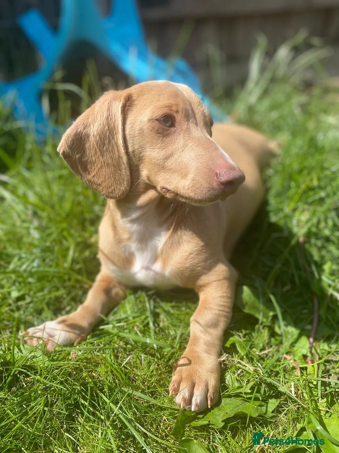 Miniature Dachshund dogs for sale: Miniature dachshund puppies ready 10/08/25 - Image 5