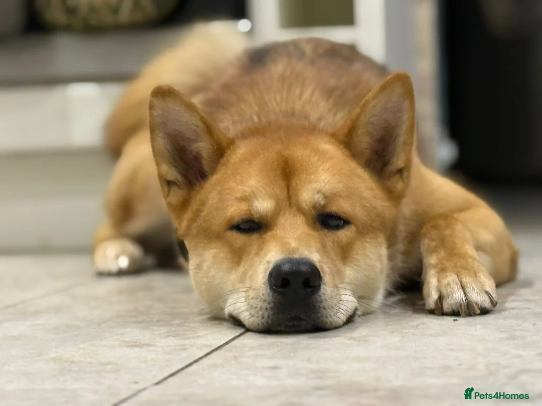 Mixed Breed dogs for sale: Akita x German shepherd chunky puppies - Advert 9