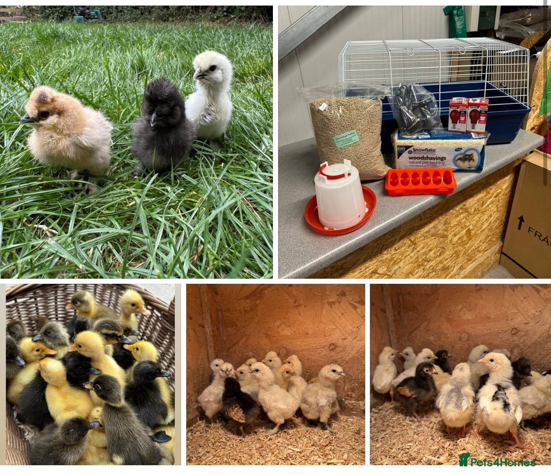 Chickens poultry for sale: Polish, Pekin, Silkie, Serama and more chicks  - Image 1