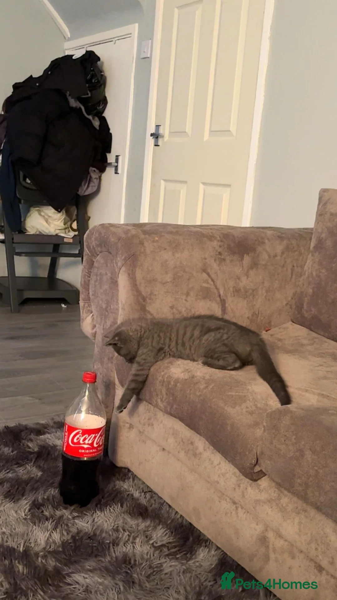 Mixed Breed cats for sale: Otto brittish short hair x scottish fold  - Advert 1