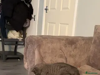 Mixed Breed cats Otto brittish short hair x scottish fold - Advert 1