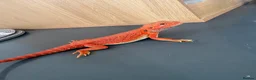Bearded Dragon reptiles for sale: Red monster bearded dragon with full set up  - Advert 8
