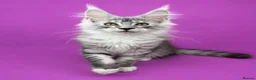 Maine Coon cats for sale: Maine Coon Kittens – Giant Bloodlines | Tica Reg. - Advert 11