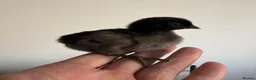 Chickens poultry for sale: Ayam cemani chicks  - Advert 1