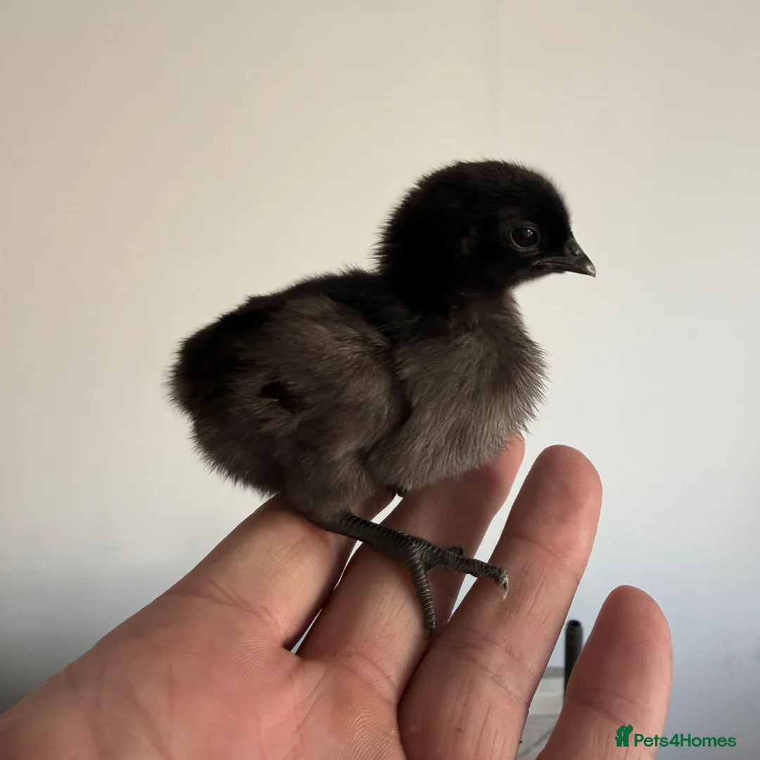 Chickens poultry for sale: Ayam cemani chicks  - Advert 1