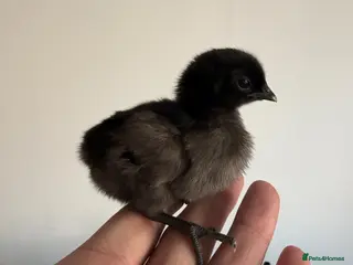 Chickens poultry Ayam cemani chicks - Advert 15