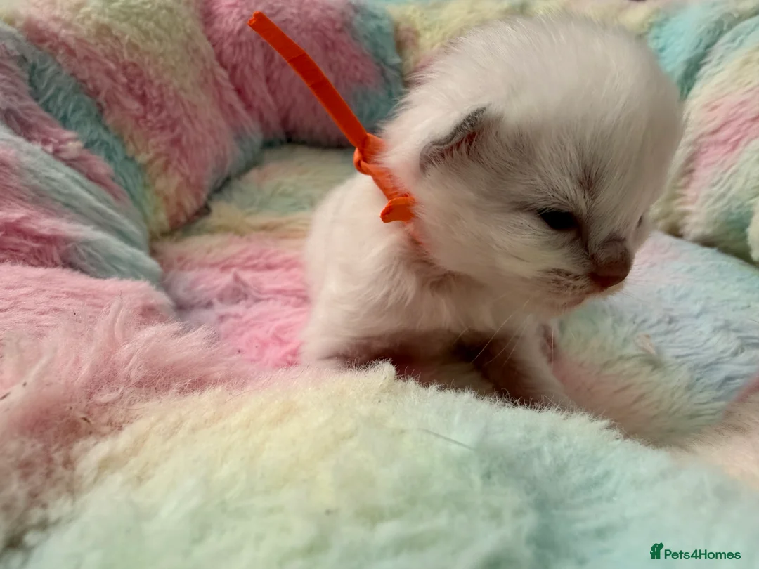 Ragdoll cats for sale: GCCF Ragdoll kittens  - Advert 4