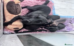 Mixed Breed dogs for sale: Gorgeous Patterdale x cocker spaniel  - Image 1