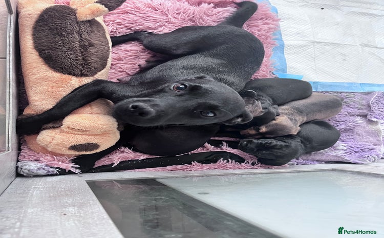 Mixed Breed dogs - Advert 11