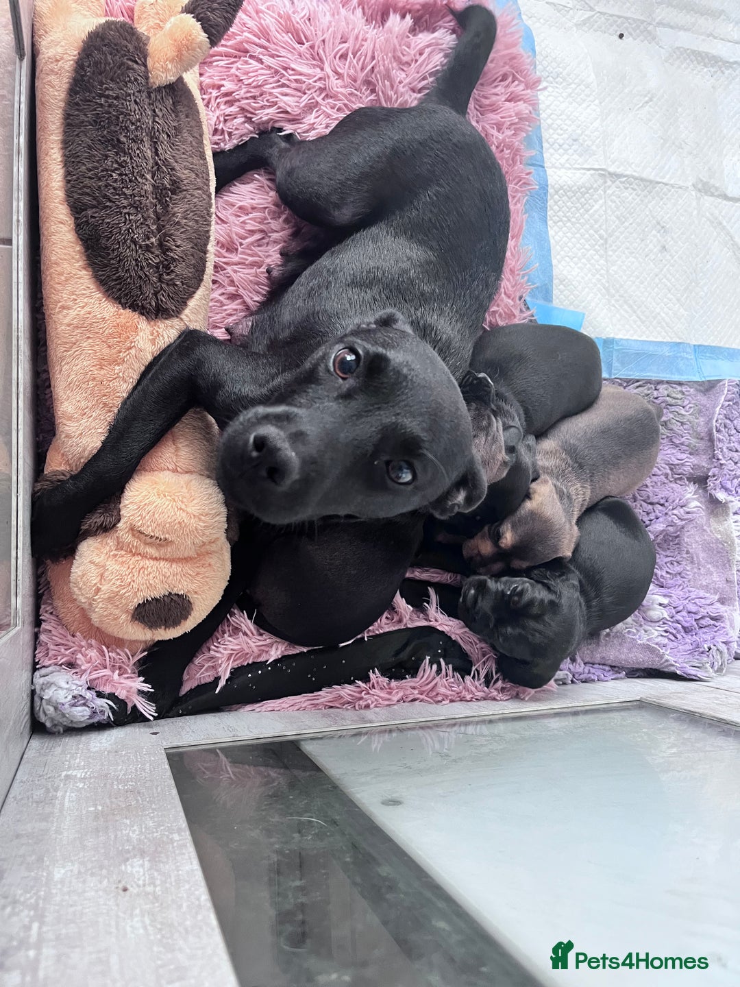 Mixed Breed dogs for sale: Gorgeous Patterdale x cocker spaniel  - Image 1