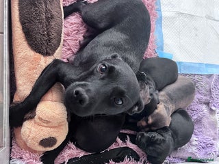 Mixed Breed dogs for sale - Advert 1