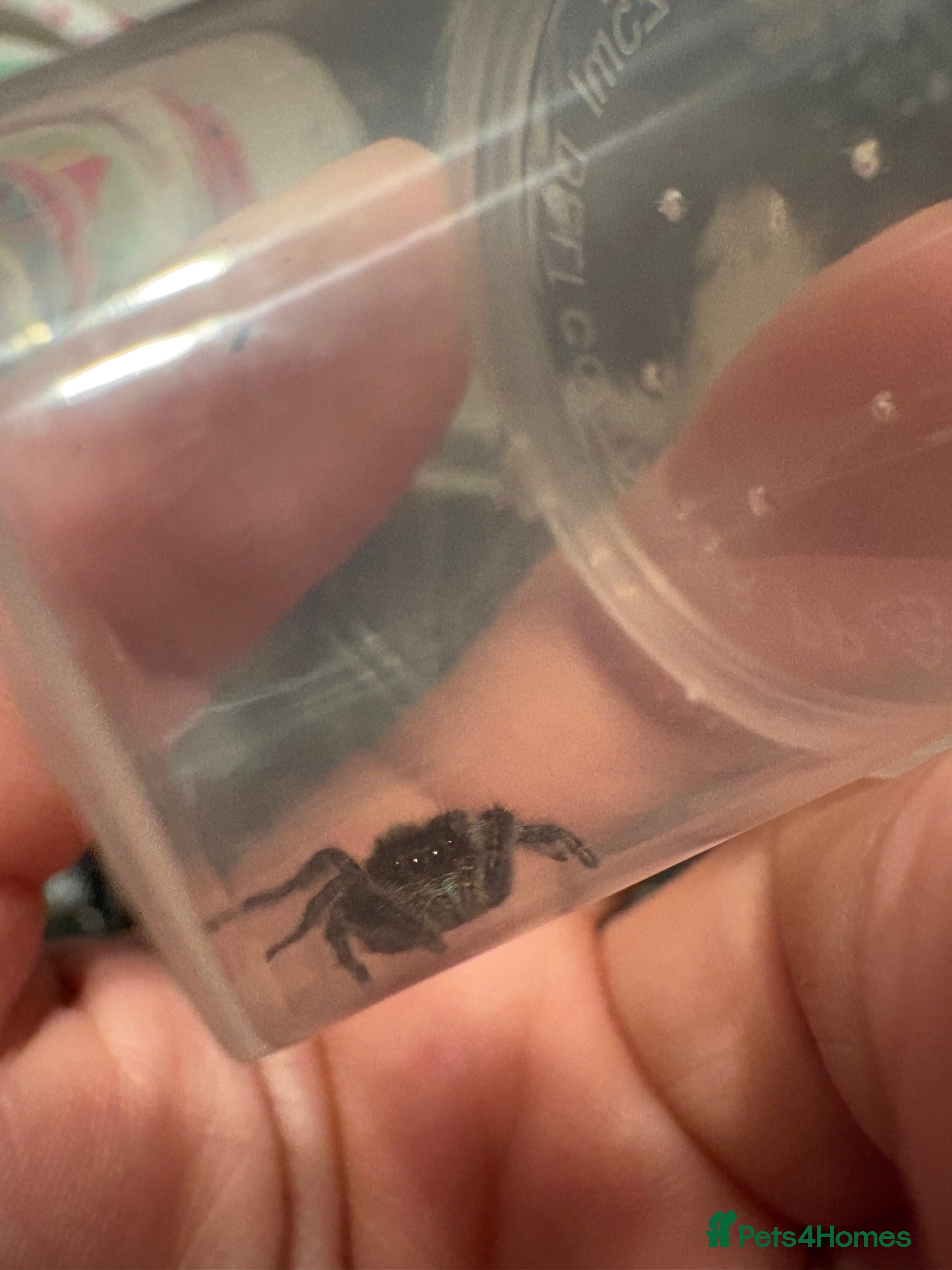 Spiders invertebrates Male jumping spider in Bedford - Advert 1