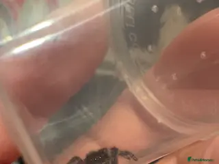 Spiders invertebrates Male jumping spider in Bedford - Advert 3