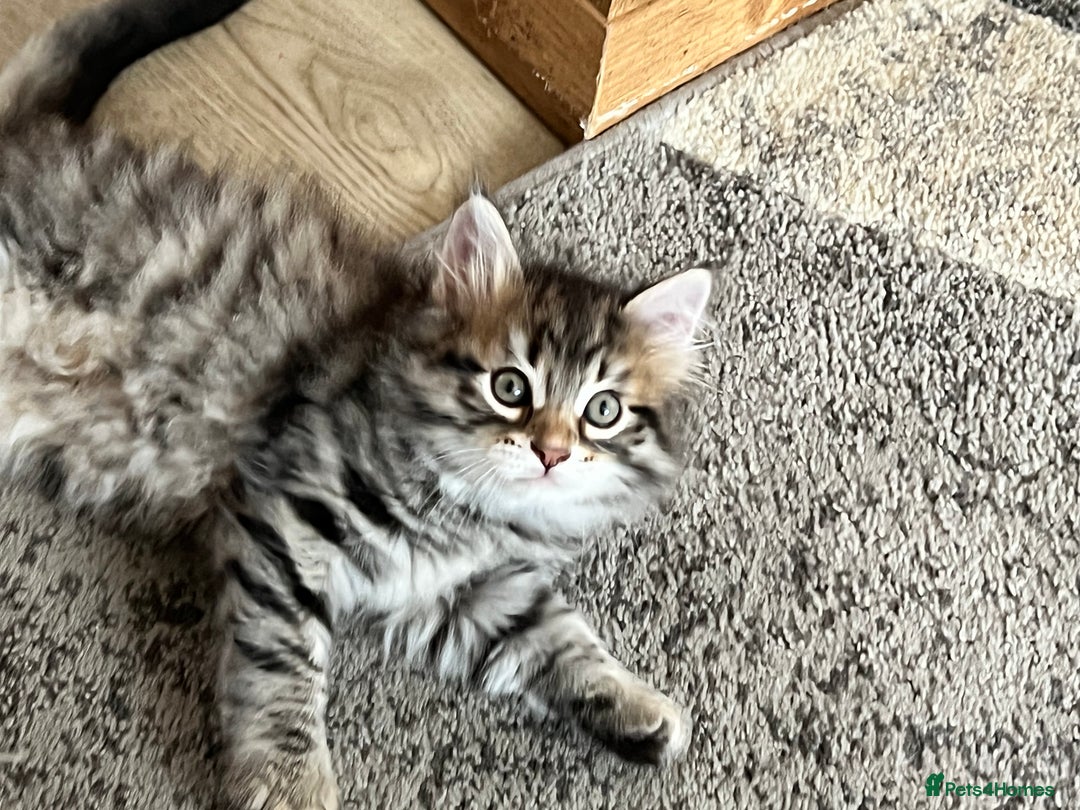Siberian cats for sale: 🤎💚Gorgeous Traditional Siberian Babies💚🤎 - Image 9