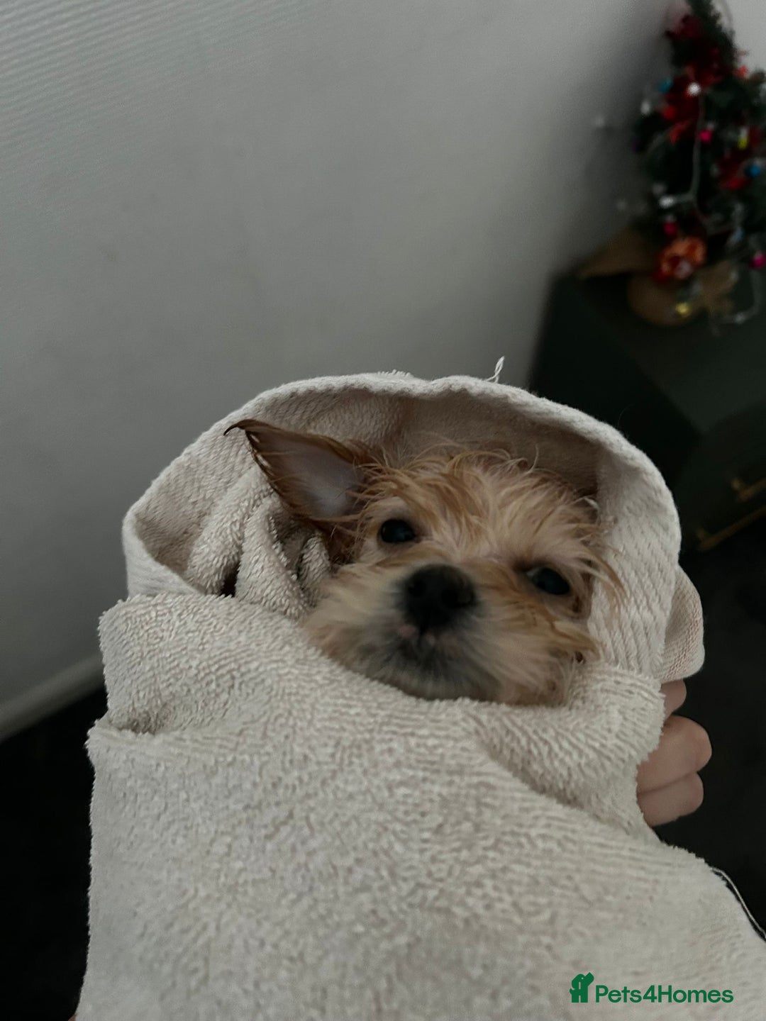 Lhasapoo dogs for sale: Lhasapoo for sale  - Advert 5