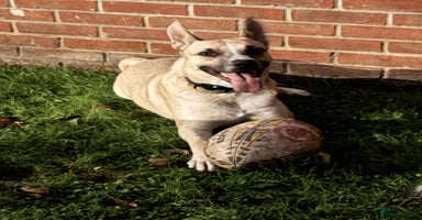 Mixed Breed dogs - Advert 3