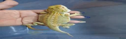 Bearded Dragon reptiles for sale: Baby bearded dragons  - Advert 2